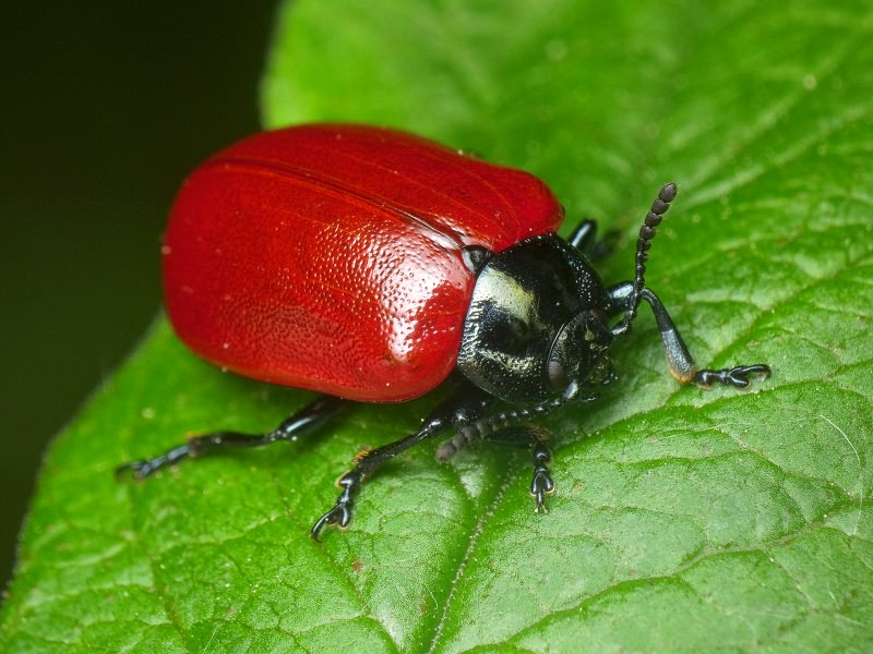 Chrysomela populi Linnaeus, 1758